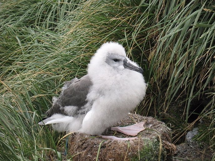 Ejemplar De Albatros de las Galápagos