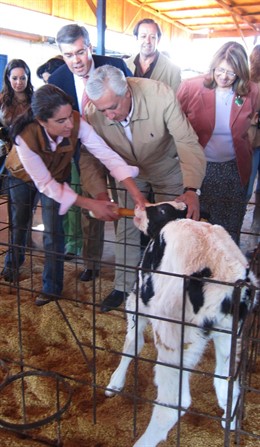 Arenas Da De Comer A Un Ternero
