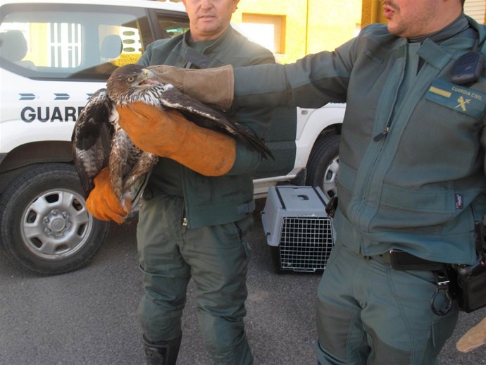 Ejemplar De Águila Perdicera Recuperado Por El Seprona En Gádor