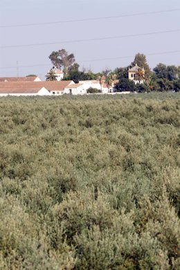 Olivos en olivares de Andalucía