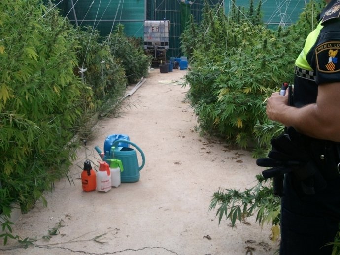 Imagen De Las Plantas Incautadas