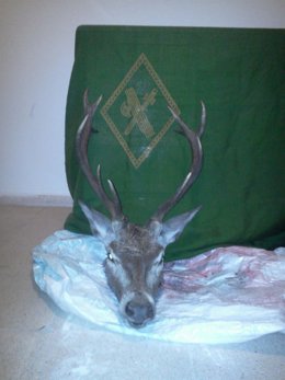 Ciervo Muerto Incautado En Ávila