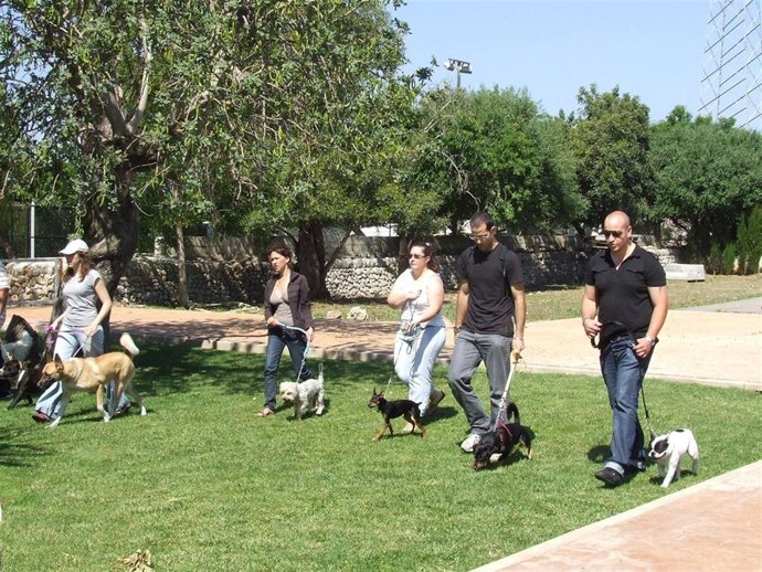 Escuela Urbana De Perros De Palma