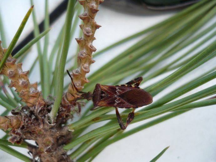 'Leptoglossus Occidentalis', Amenaza Para El Pino Piñonero. Piñón, Piñones.