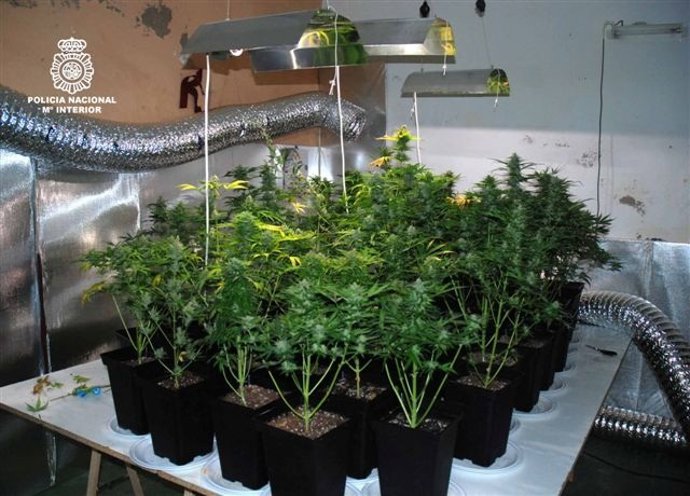Plantas De Marihuana