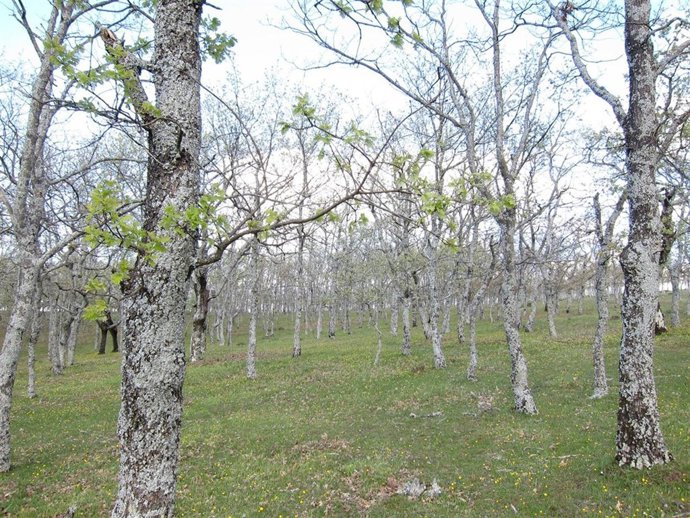 Bosque De Árboles, Robles