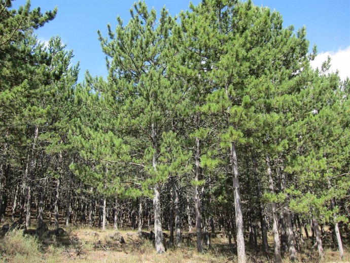 Pinos, Leña, Bosque, Incendio, Madera