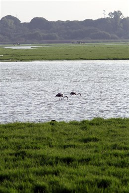 Parque Natural de Doñana