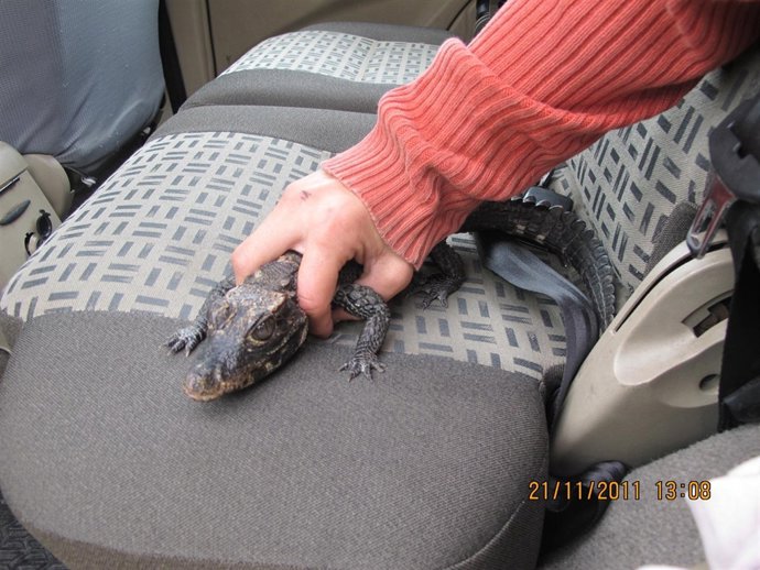 Cocodrilo Localizado Por La Guardia Civil
