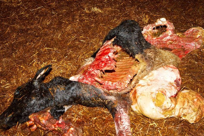 Una De Las Reses Muertas En El Ataque De Los Lobos