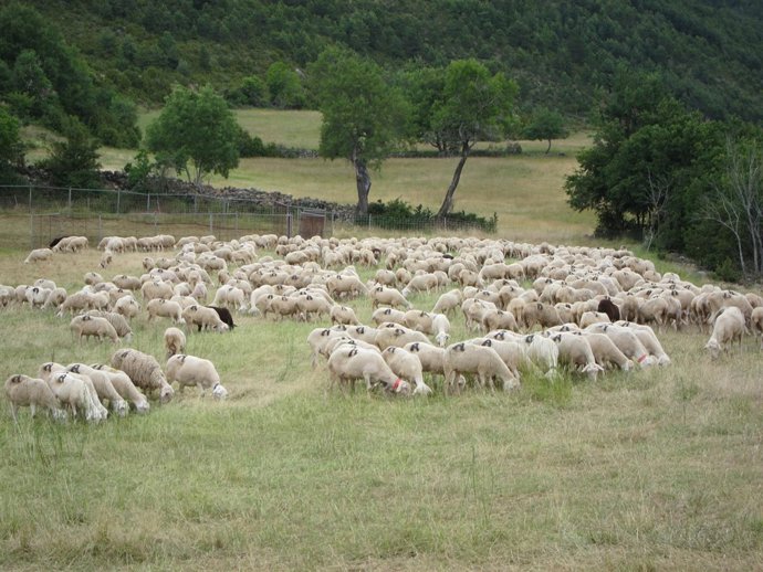 Rebaño De Ovejas En El Pirineo