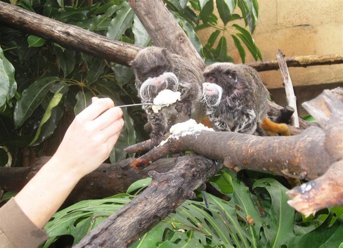 Varios Ejemplares Reciben Las Papillas Calientes Para Combatir El Frío