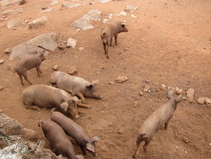 Cerdo Ibérico