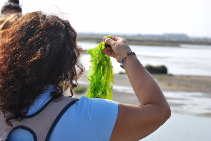Una Visitante Durante Una Recogida De Algas En Esteros De La Bahía De Cádiz