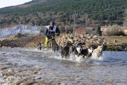Un Corredor En El Campeonato De España De Trineos Con Perros