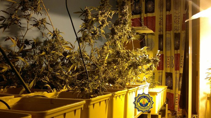 Plantas De Marihuana En El Interior De La Vivienda