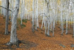Parque Natural Del Moncayo (Zaragoza). Bosque. Otoño