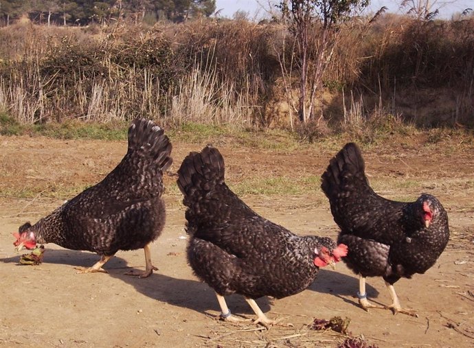 Gallinas Del Sobrarbe