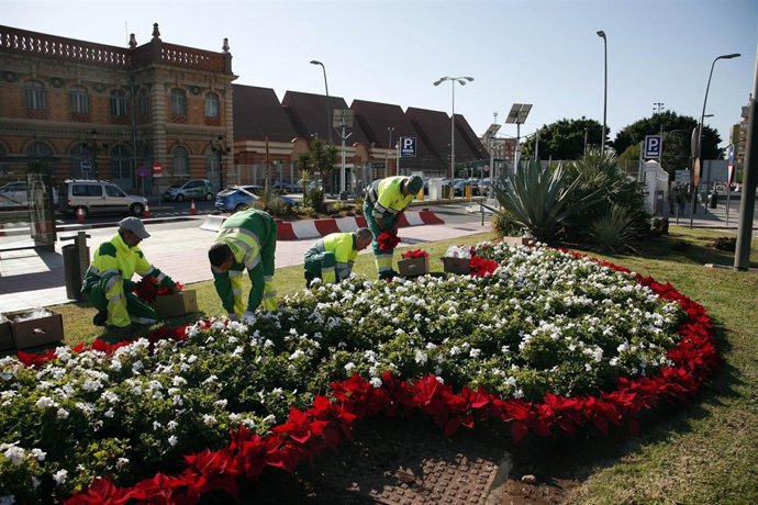 Plantación De Pascueros En Almería 