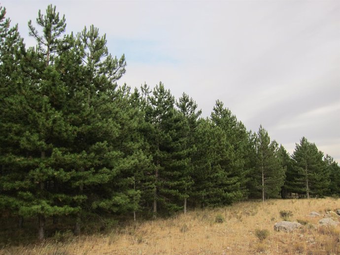 Pinar, Pinos, Bosque, Madera, Incendio