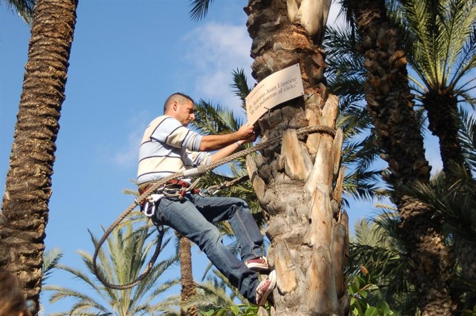 Imagen Del Palmerero Colgando La Placa