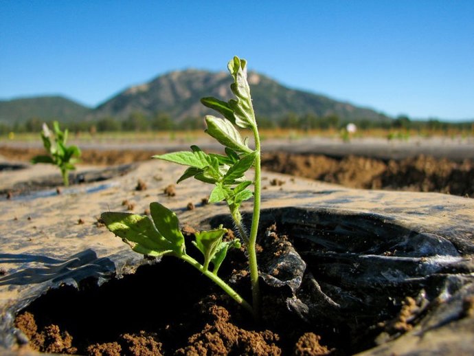 Planta Del Tomate