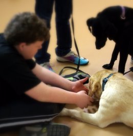 Programa Agility Con Perros Para Mejorar La Salud Mental