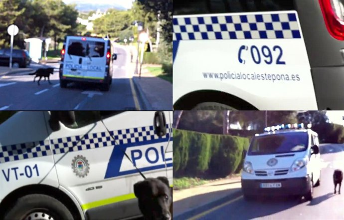 El Colectivo Andaluz Contra El Maltrato Animal Denuncia Unos Hechos 