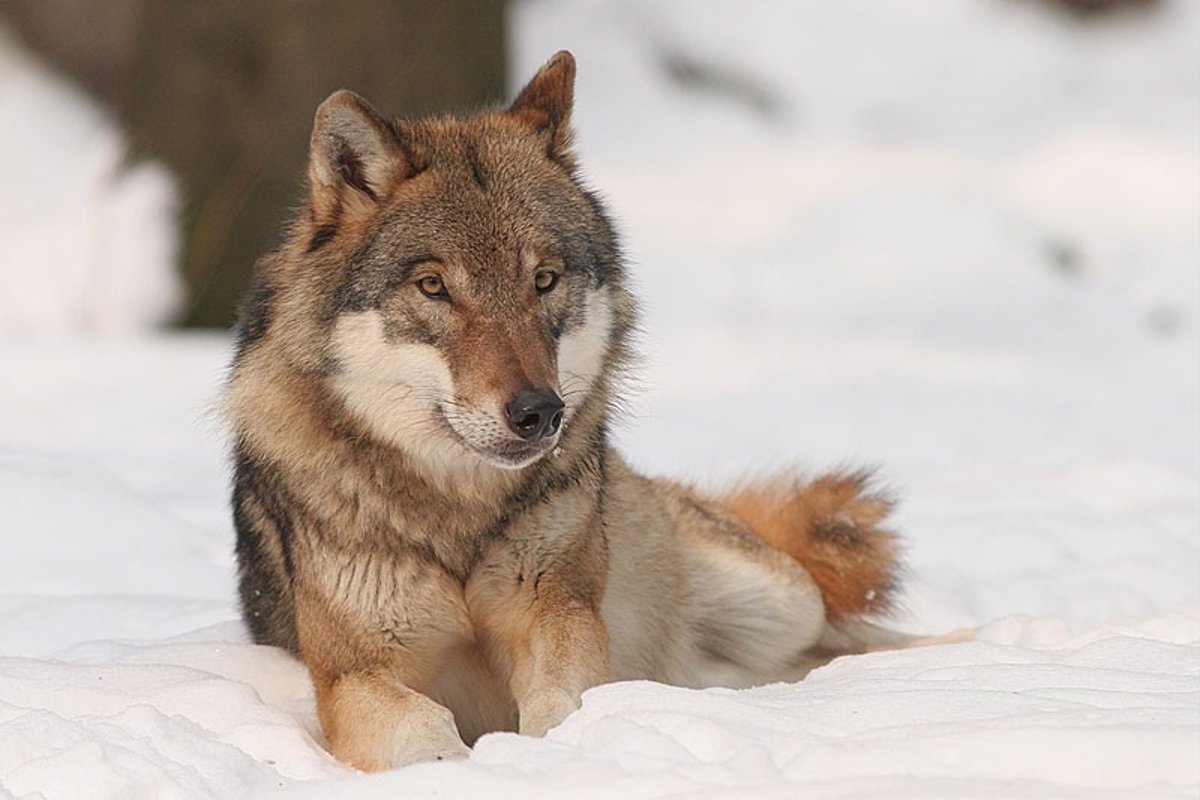 Los lobos ayudan a predecir el efecto en los animales del cambio climático