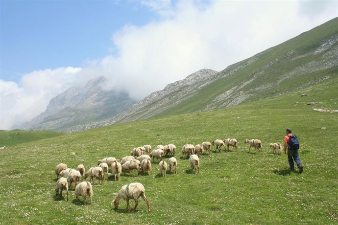 Ovejas En Picos De Europa 
