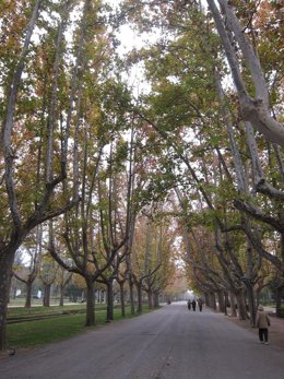 Avda. De Los Bearneses En El Parque Grande Labordeta De Zaragoza. Paseo. Árboles