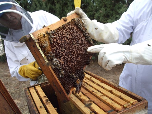 Apicultores recogen miel de abejas en una colmena
