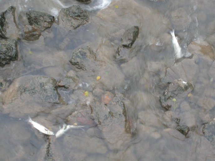 Peces Muertos Ría De Avilés