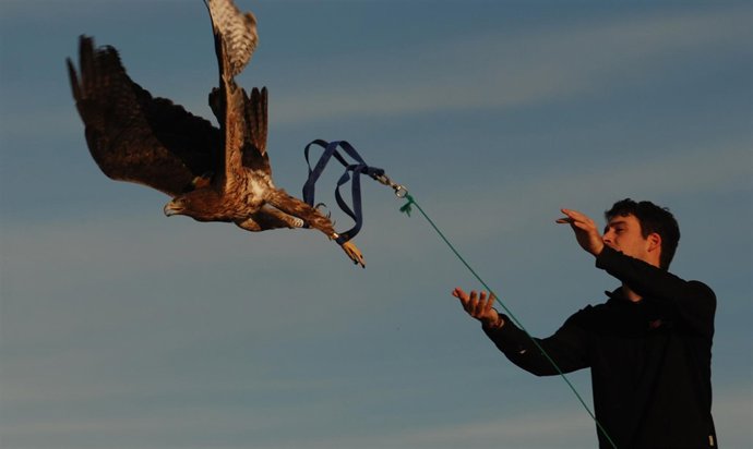 Imagen De La Liberación De Las Águilas Cuabarradas.
