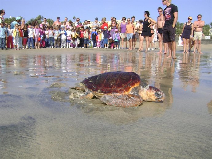 Suelta De Tortugas 'boba' En Fuerteventura