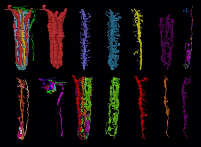Reconstrucción Tridimensional De Neuronas Del Sistema Visual En Drosophila./ 