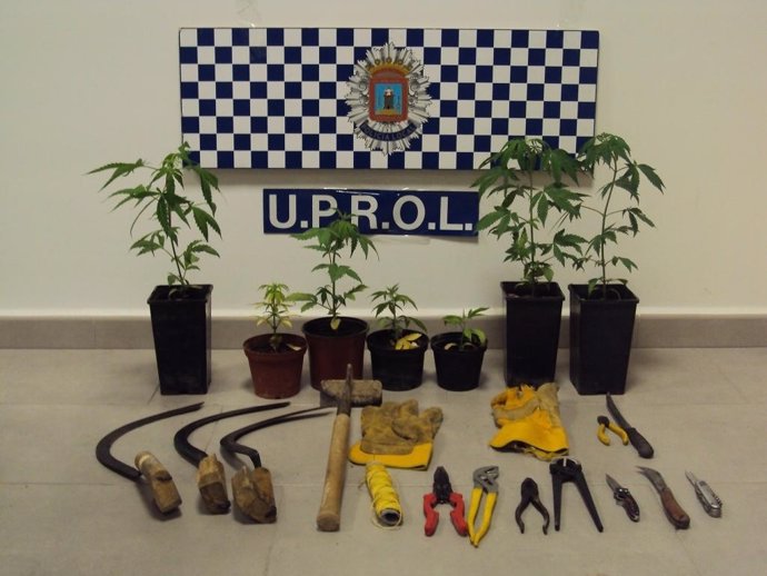La Policía Local De Lorca Interviene 7 Plantas Jóvenes De Cannabis 