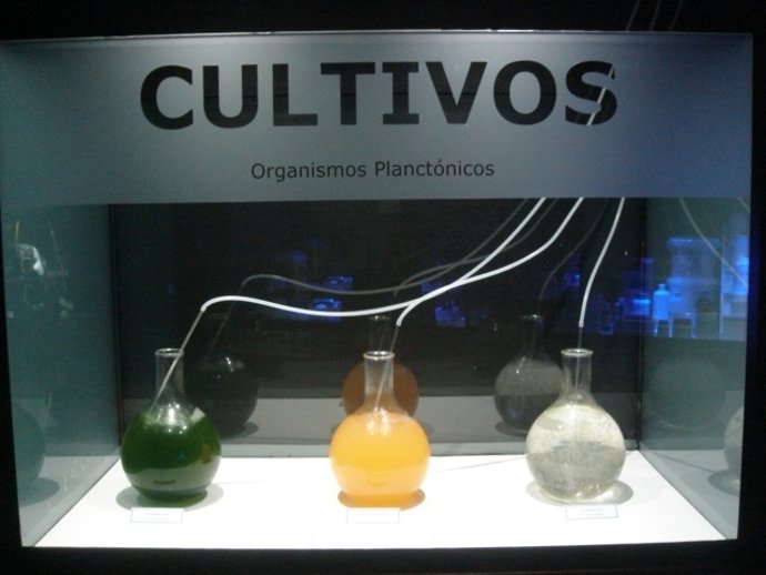 Una Vitrina De La Exposición Del Acuario 