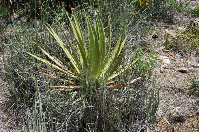  Restauración Ecológica
