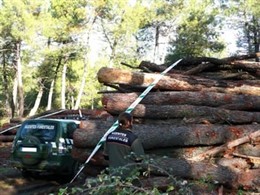 Árboles Cortados Ilegalmente