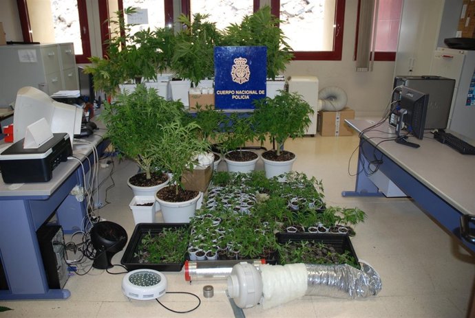 Plantas De Marihuana