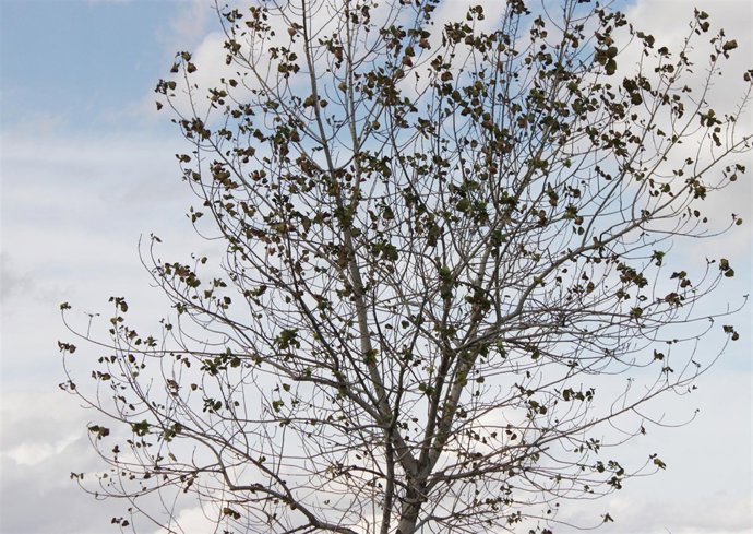 ARBOL , HOJAS , OTOÑO