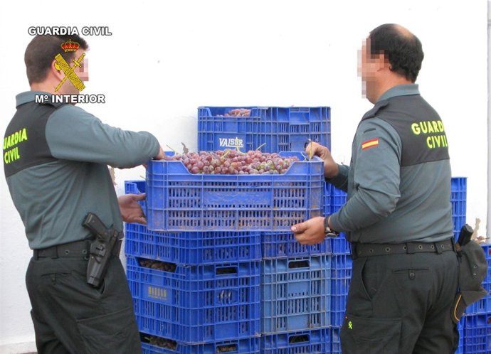 Operación De La Guardia Civil De Sustracción De Uva En Totana