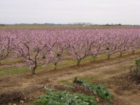 El "reto urgente" de la economía extremeña para 2012 es exportar a países emergentes como Rusia, según el BBVA