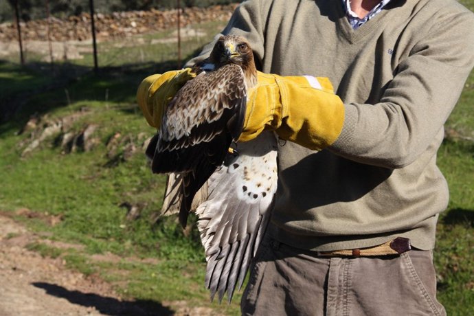 Un Ejemplar De Águila Soltado En Cañaveral De León.