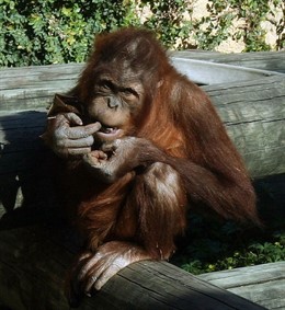 Orangután