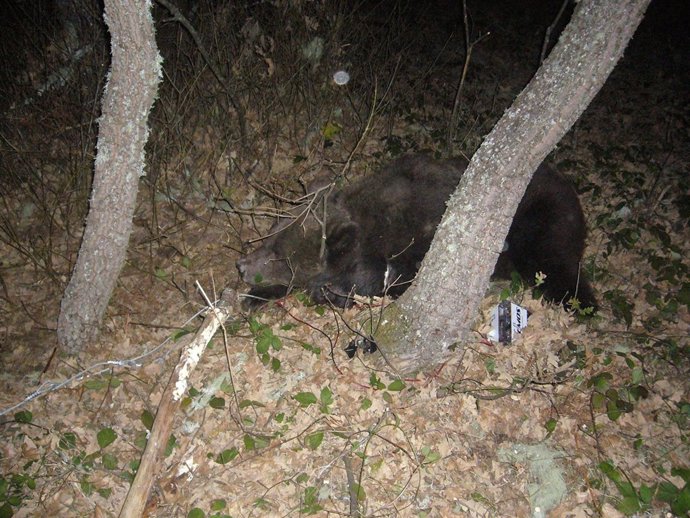 Foto Osa Capturada En Liébana 