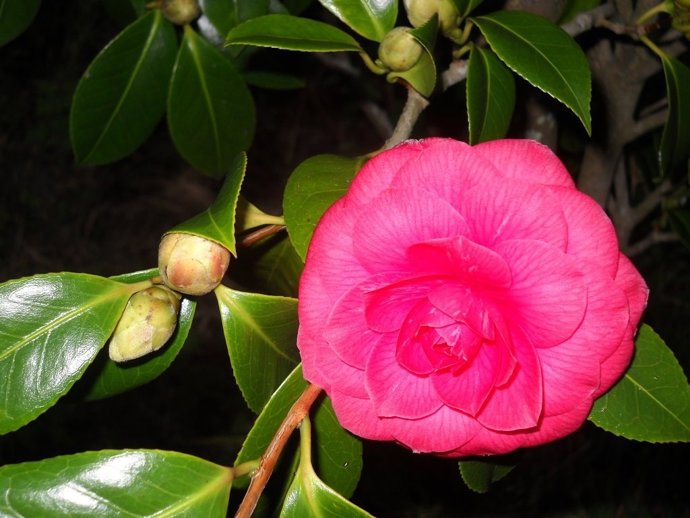 Camelia