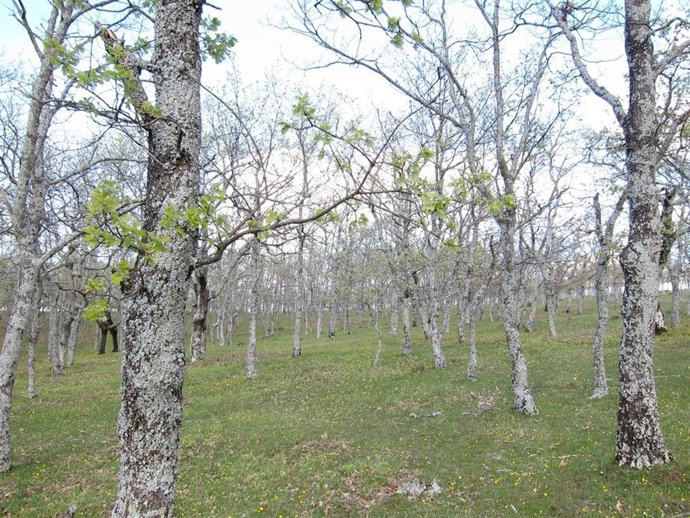 Bosque De Árboles, Robles