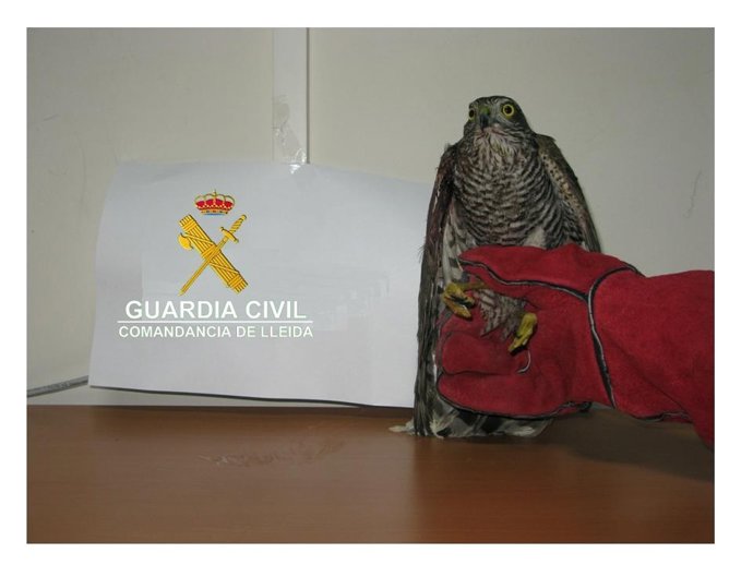 Gavilán Recuperado Por La Guardia Civil
